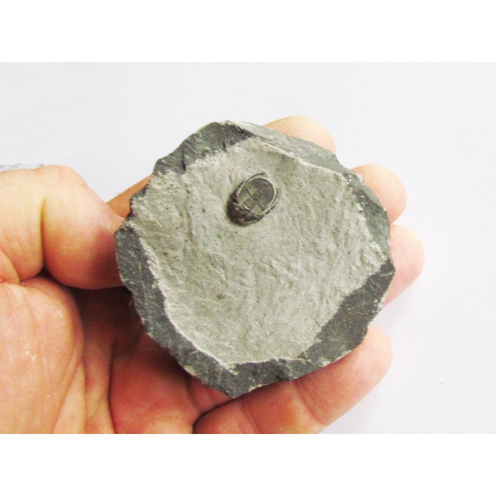 Koneprusites sp.  (1)