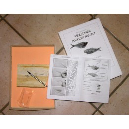 kit de preparation: poisson fossile a degager