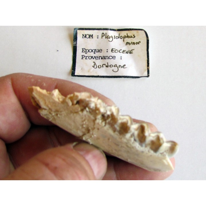 plagiolophus minor (2)