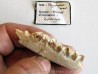 plagiolophus minor (2)