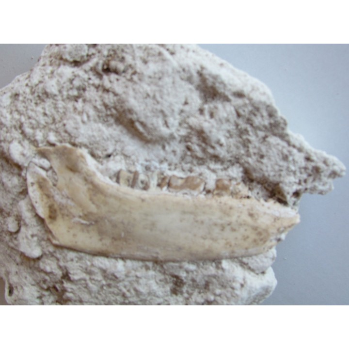 plagiolophus minor (3)