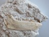 plagiolophus minor (3)