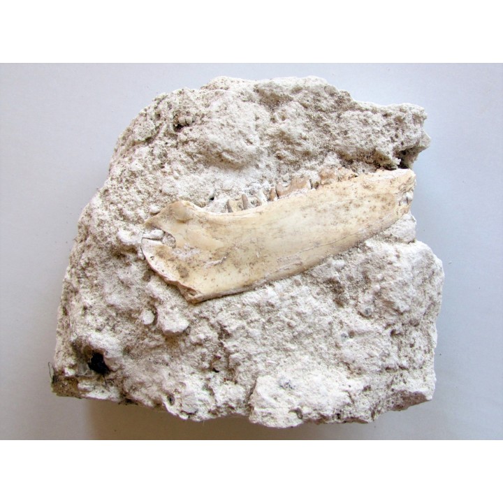 plagiolophus minor (3)