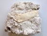 plagiolophus minor (3)