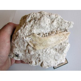 plagiolophus minor (3)