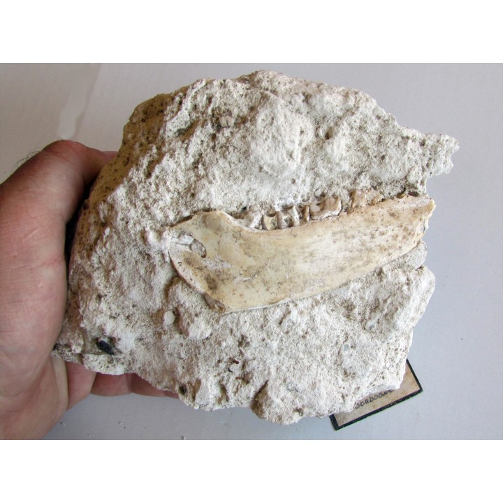 plagiolophus minor (3)
