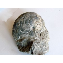 aturia nov sp. (1)