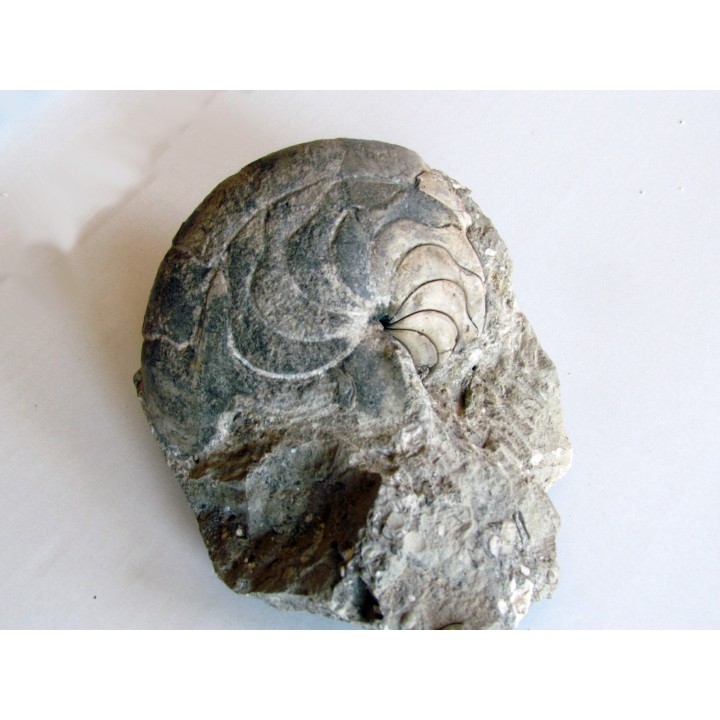 aturia nov sp. (1)