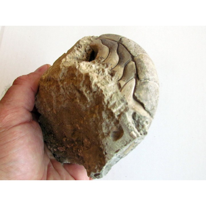 aturia nov sp. (1)