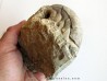 aturia nov sp. (1)