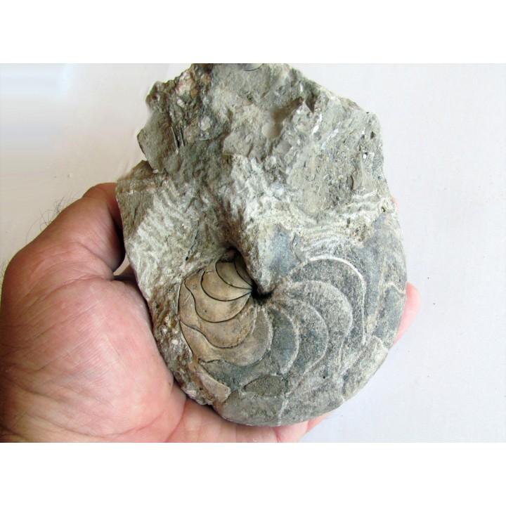 aturia nov sp. (1)