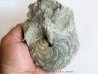 aturia nov sp. (1)
