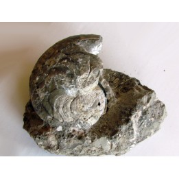 aturia nov sp. (2)