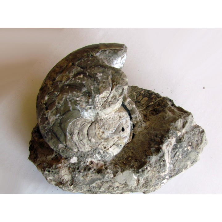 aturia nov sp. (2)