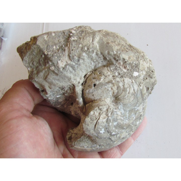 aturia nov sp. (2)