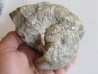aturia nov sp. (2)