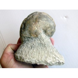 aturia nov sp. (3)