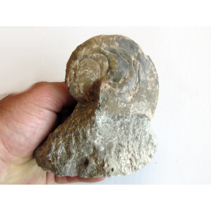 aturia nov sp. (3)