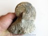 aturia nov sp. (3)