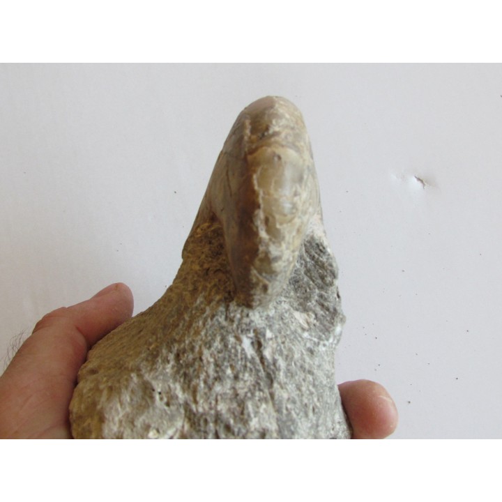 aturia nov sp. (3)