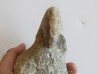 aturia nov sp. (3)