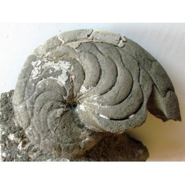aturia nov sp. (4)