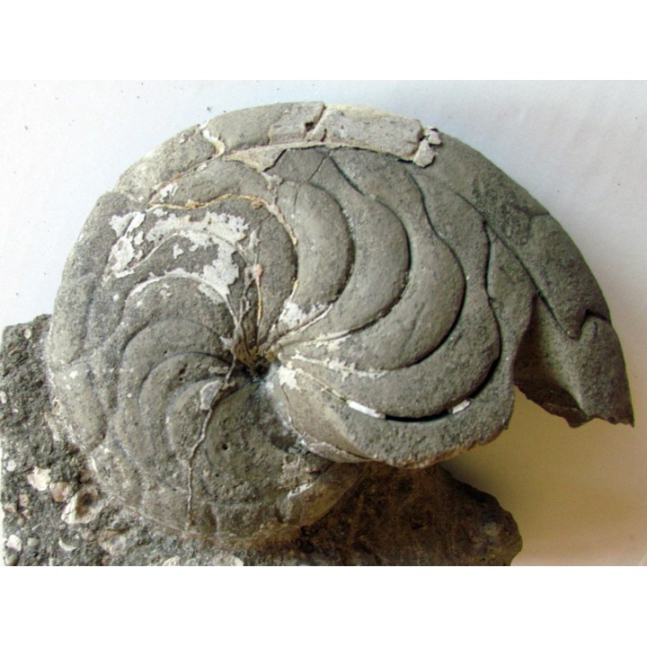 aturia nov sp. (4)