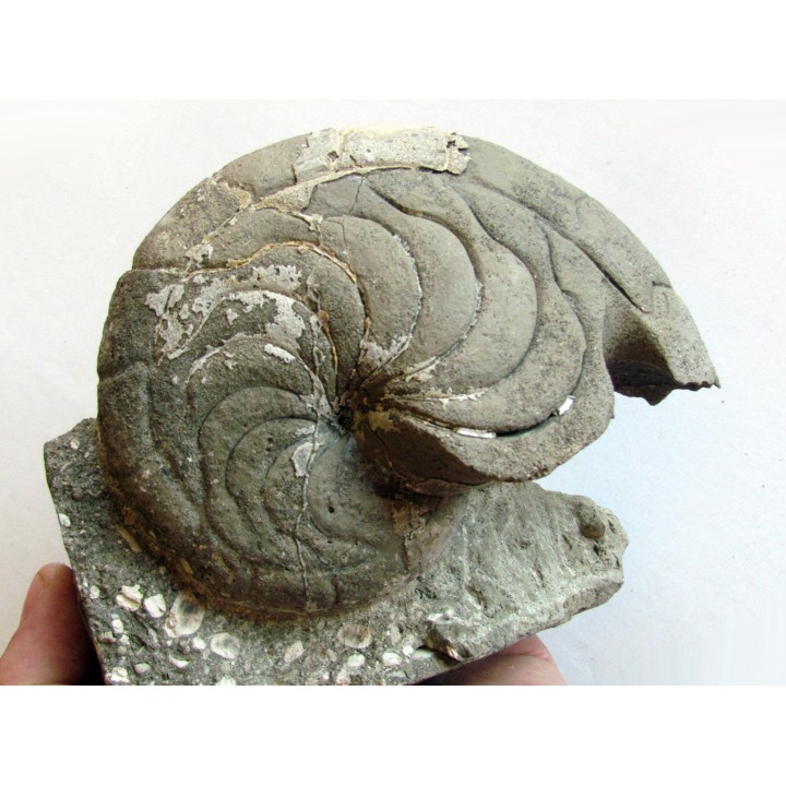 aturia nov sp. (4)