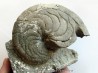 aturia nov sp. (4)