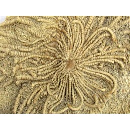 comatule et bras d'etoile de mer