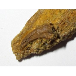 PTEROSAUR claw: SIROCCOPTERYX 