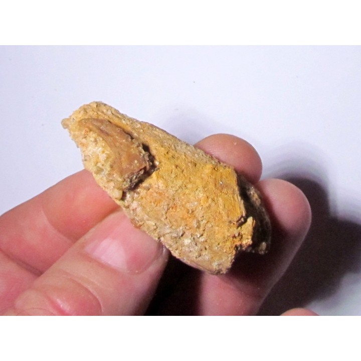 griffe de pterosaure SIROCCOPTERYX