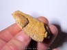 griffe de pterosaure SIROCCOPTERYX