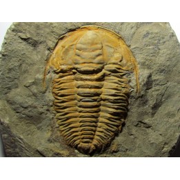 Hamatolenus Marocanus (1)