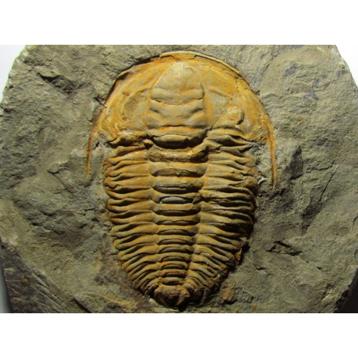 Hamatolenus Marocanus (1)
