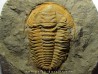Hamatolenus Marocanus (1)