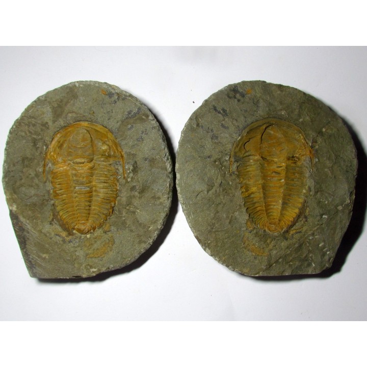Hamatolenus Marocanus (1)