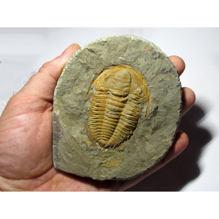 Hamatolenus Marocanus (1)