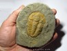 Hamatolenus Marocanus (1)