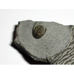 Koneprusites sp.  (2)
