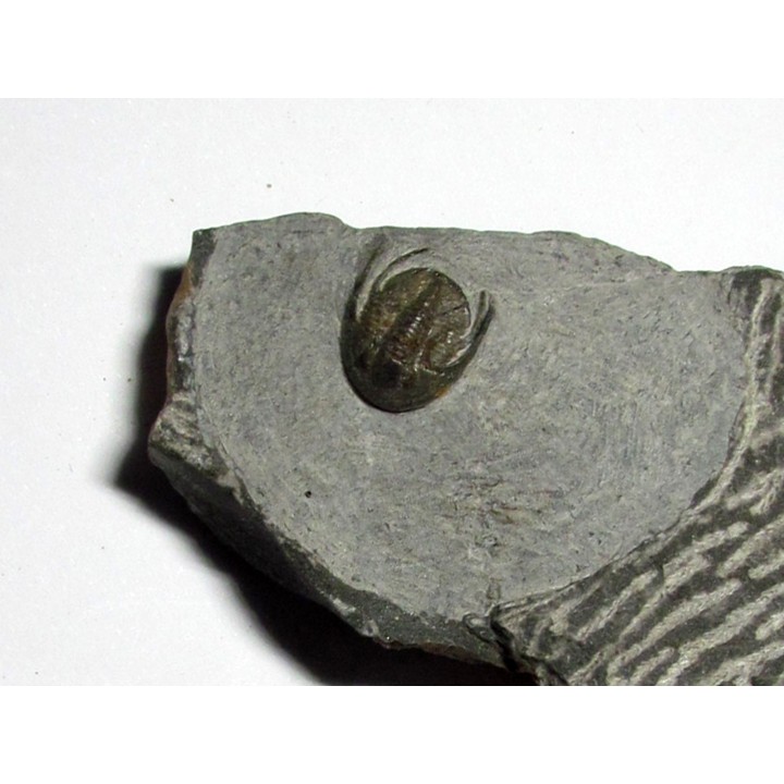 Koneprusites sp.  (2)