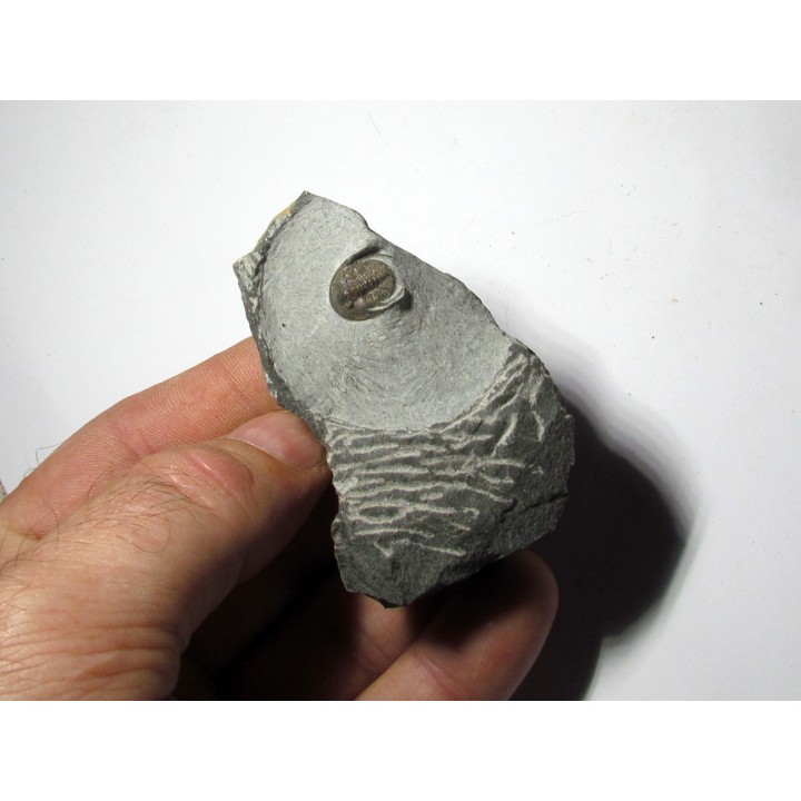 Koneprusites sp.  (2)