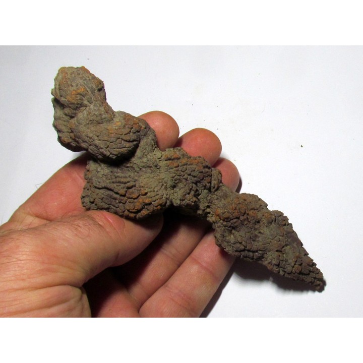 coprolithe - cenozoique - madagascar (2)