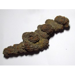 coprolithe - cenozoique - madagascar (3)