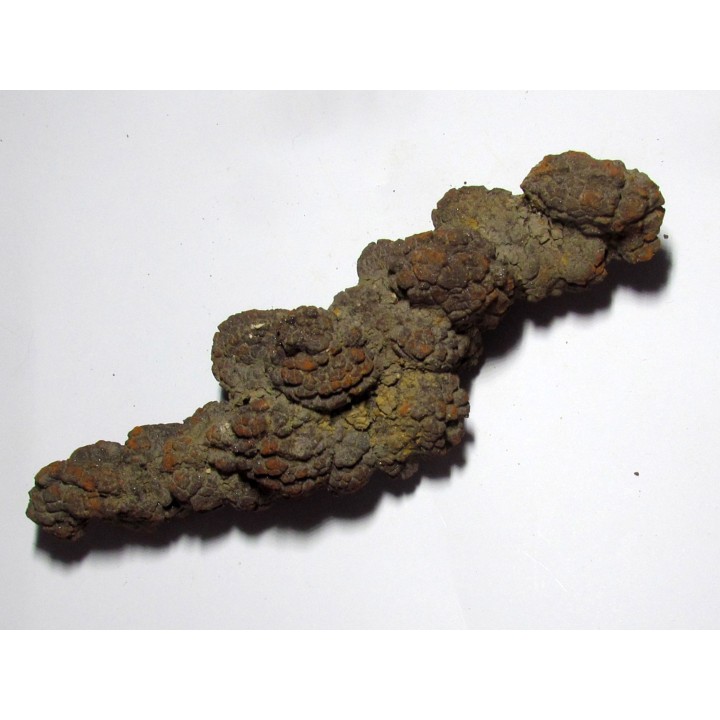 coprolithe - cenozoique - madagascar (3)