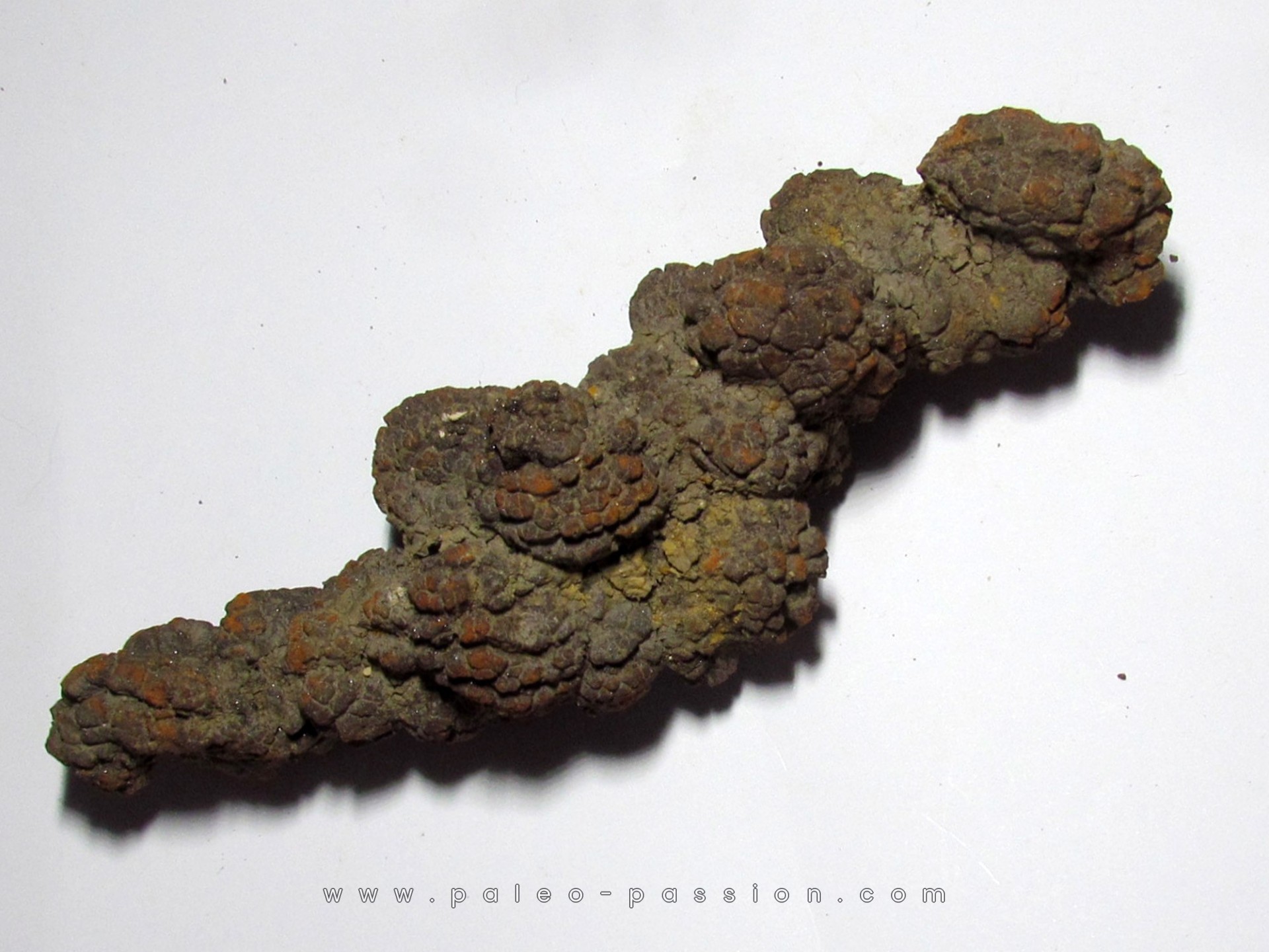 coprolithe - cenozoique - madagascar (3)