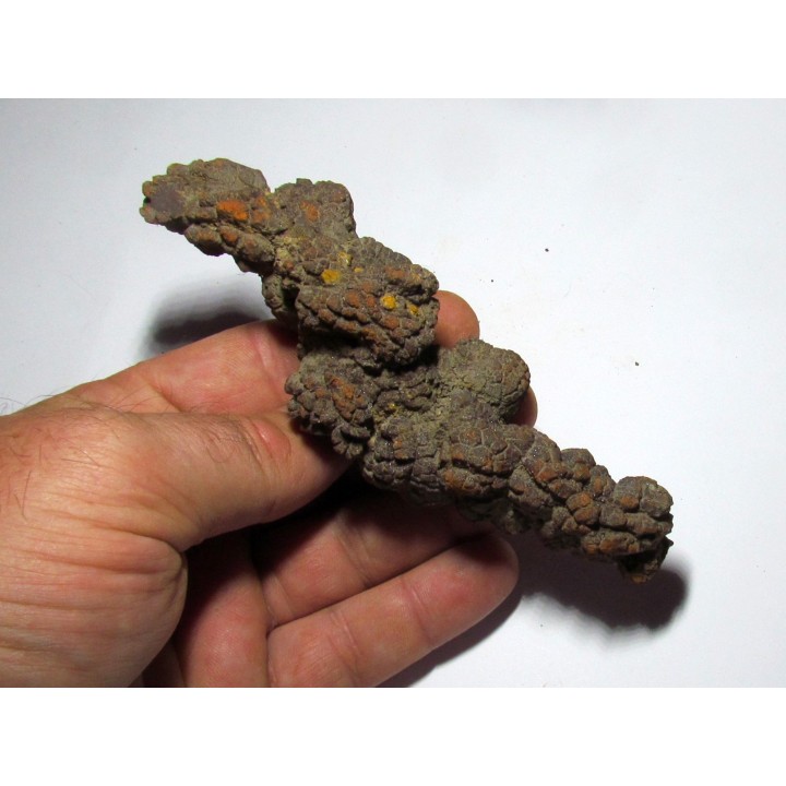 coprolithe - cenozoique - madagascar (3)