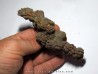 coprolithe - cenozoique - madagascar (3)