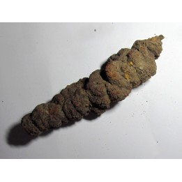 coprolithe - cenozoique - madagascar (5)