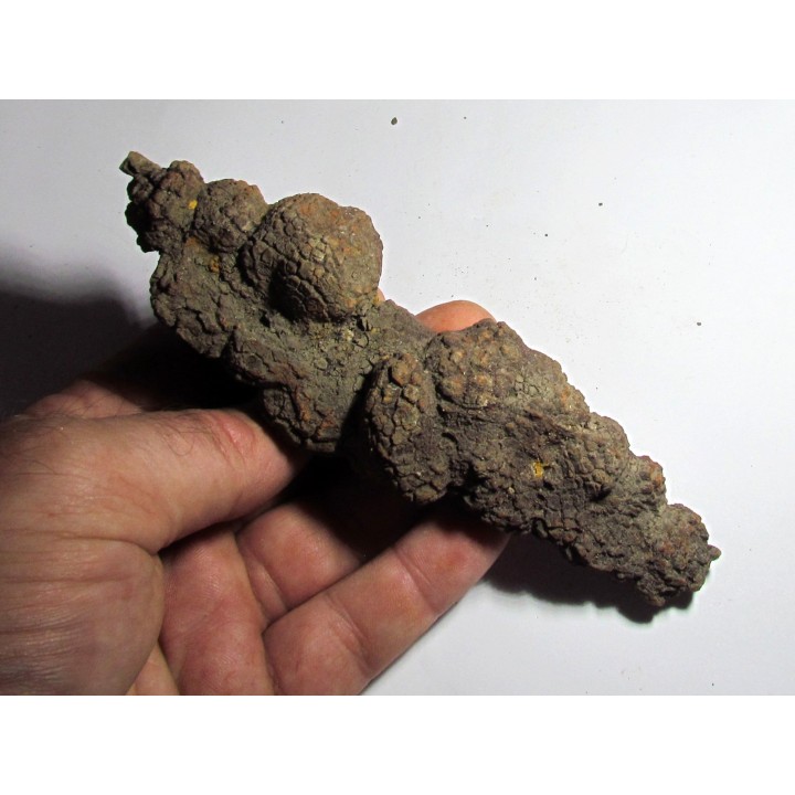 coprolithe - cenozoique - madagascar (5)